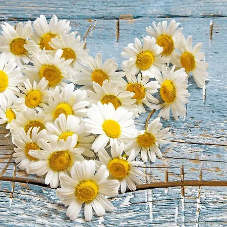 Appartement Castelbell *