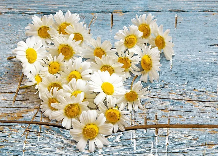 Apartment Castelbell *